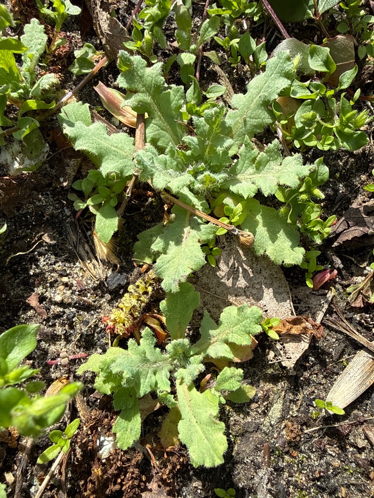 Papaver somniferum (opium poppy) (alternate view 13)