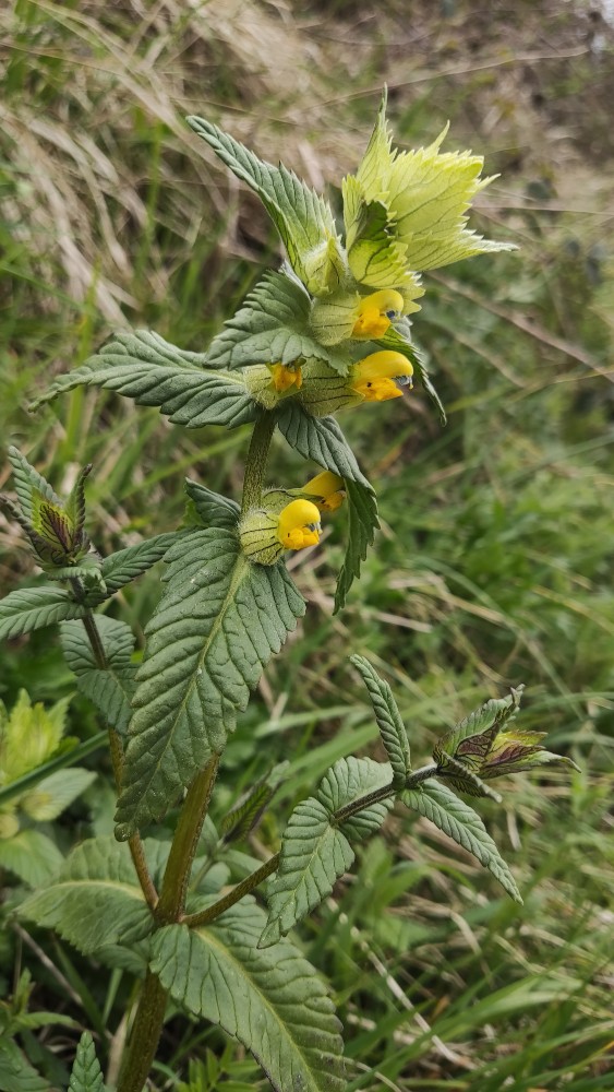 Rhinanthus (Rattles)