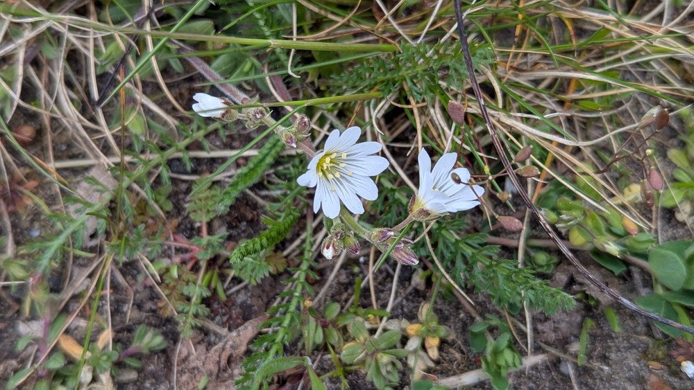 Cerastium arvense (field chickweed) (alternate view 12)