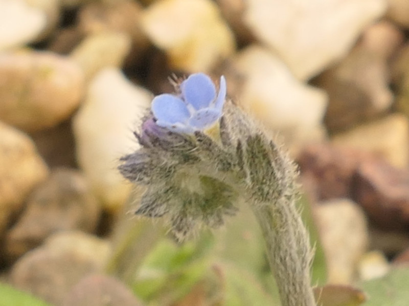Myosotis arvensis (field forget-me-not) (alternate view 12)