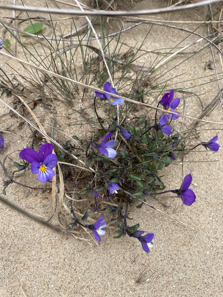 Viola tricolor (Wild Pansy) (alternate view 13)
