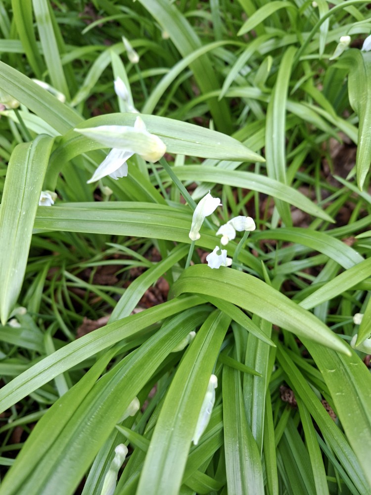 Allium paradoxum (Few-flowered Leek) (alternate view 11)