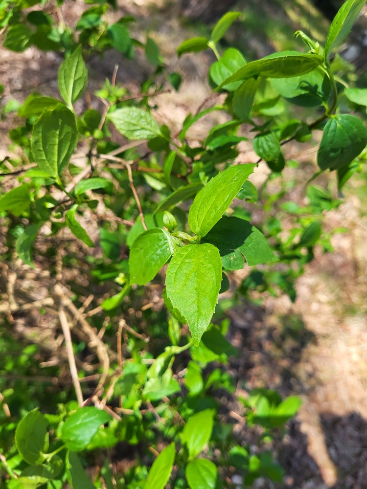 Philadelphus (mock oranges)