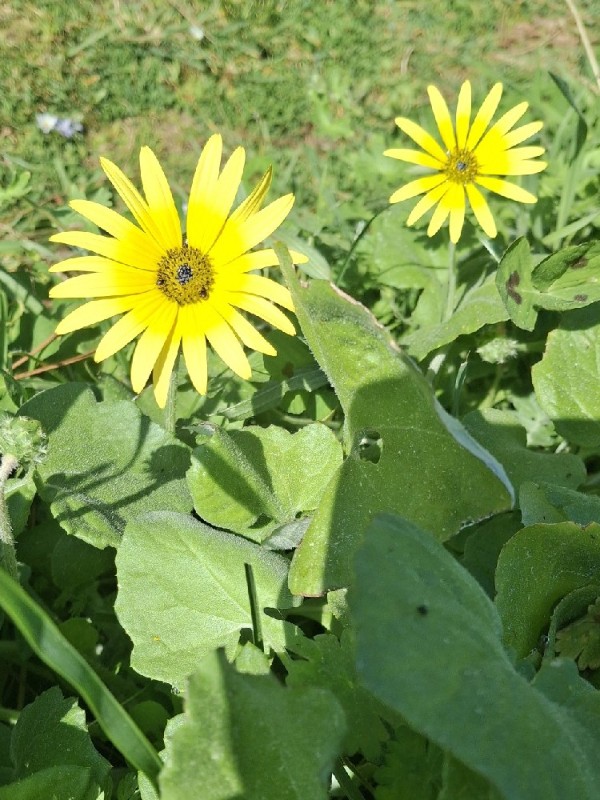Arctotheca calendula (Capeweed) (alternate view 12)