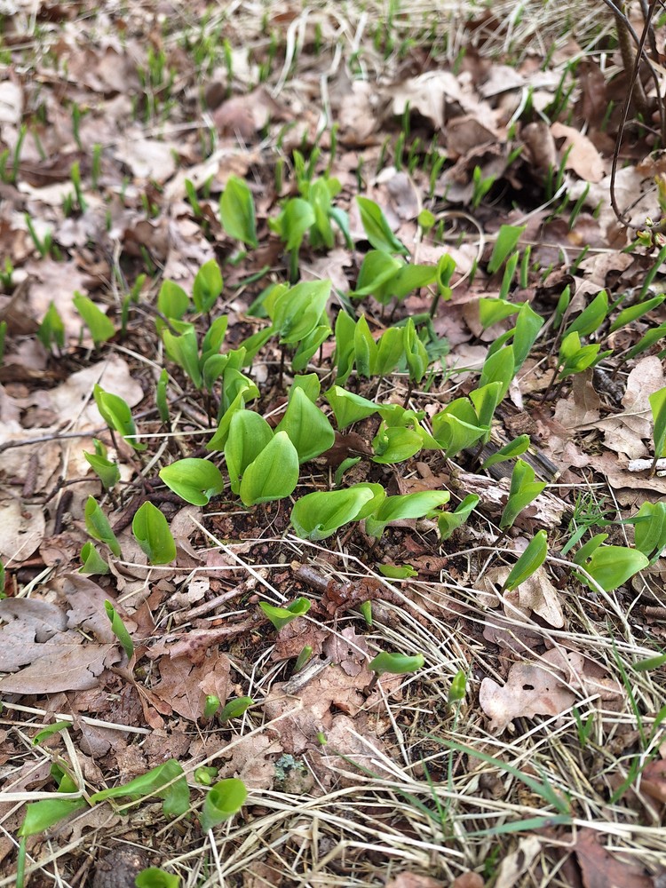 Maianthemum bifolium (May Lily) (alternate view 13)