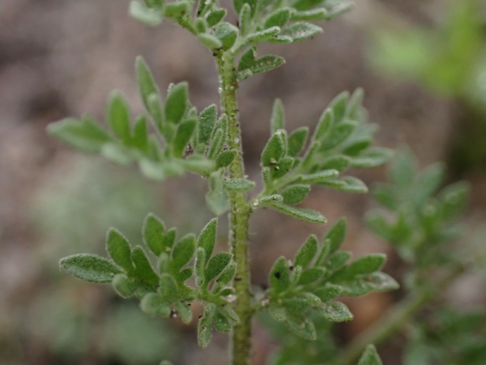 Descurainia sophia (flixweed)