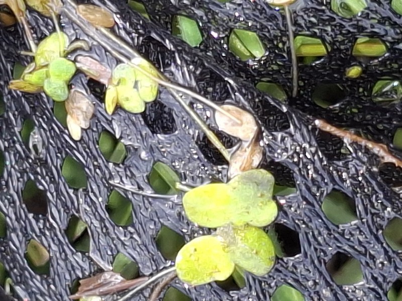 Lemna minor (Common Duckweed) (alternate view 11)