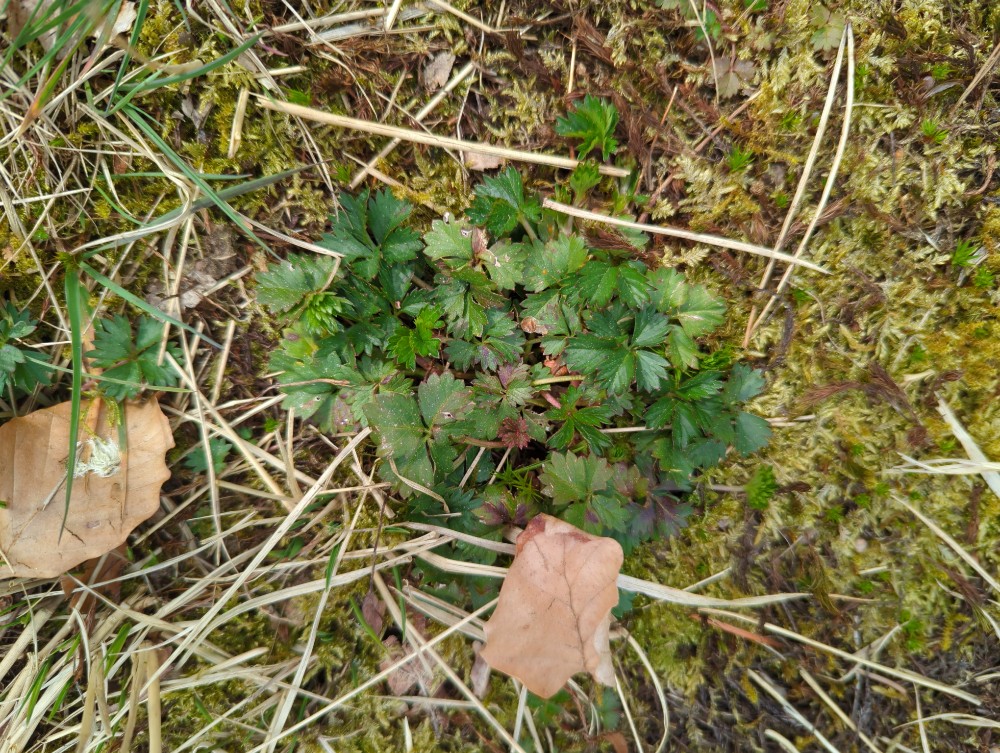 Potentilla anglica (English cinquefoil) (alternate view 14)
