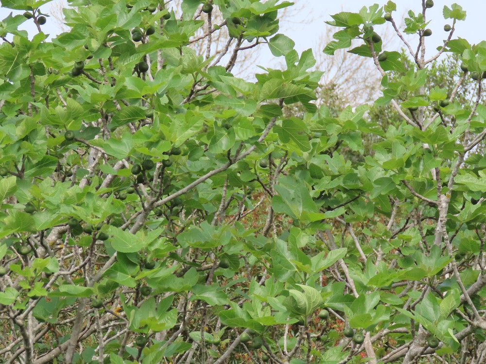 Ficus carica (common fig)