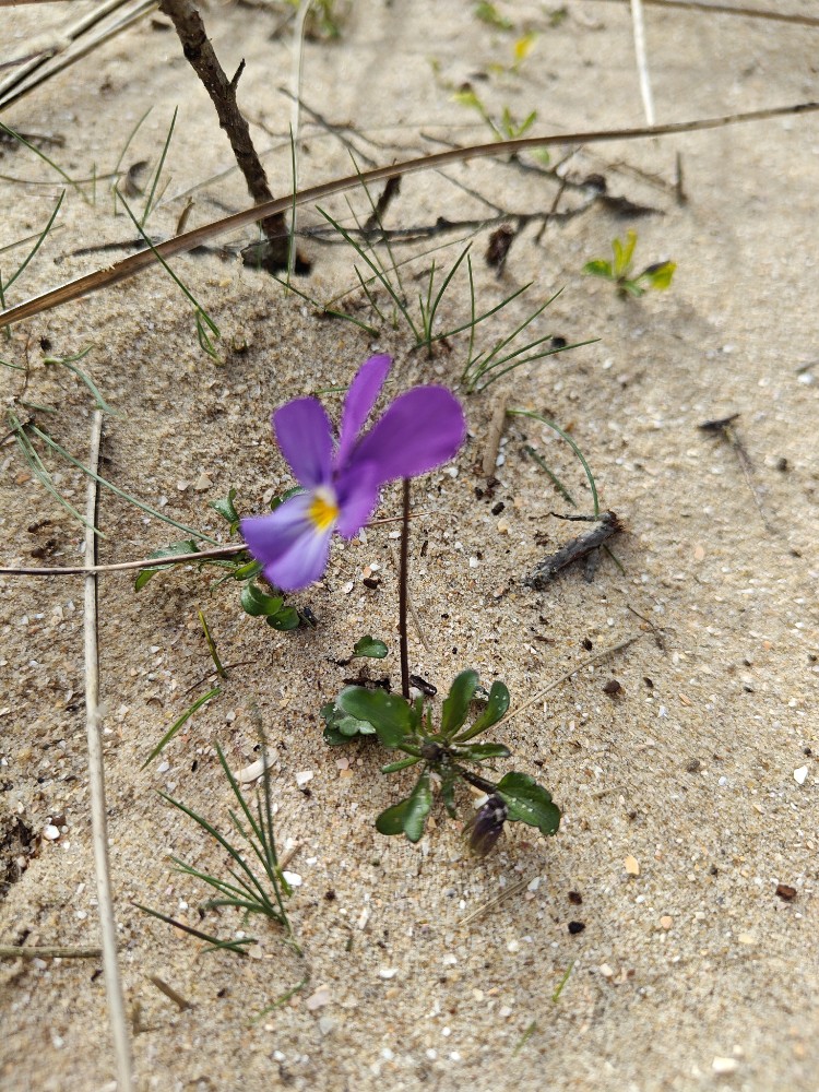 Viola tricolor (Wild Pansy) (alternate view 14)