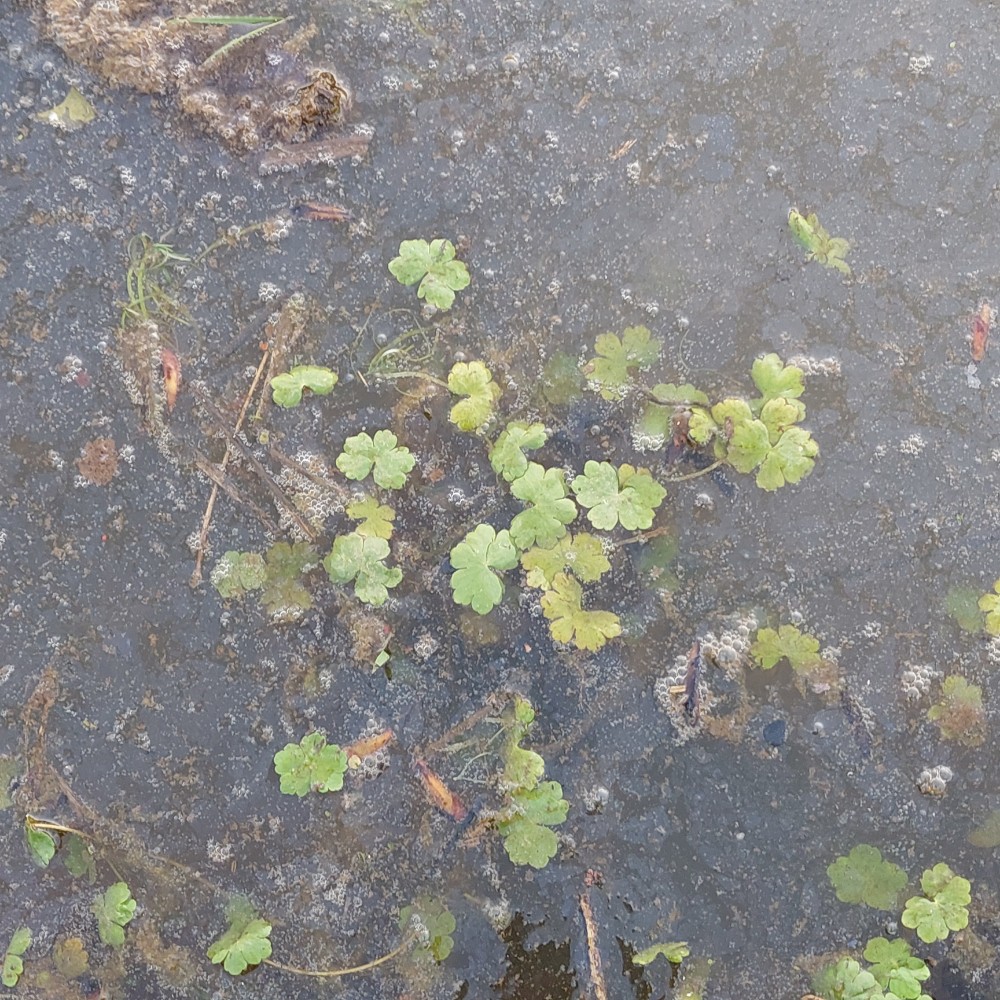 Hydrocotyle ranunculoides (floating marsh pennywort) (alternate view 11)