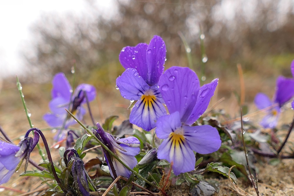 Viola tricolor (Wild Pansy) (alternate view 11)