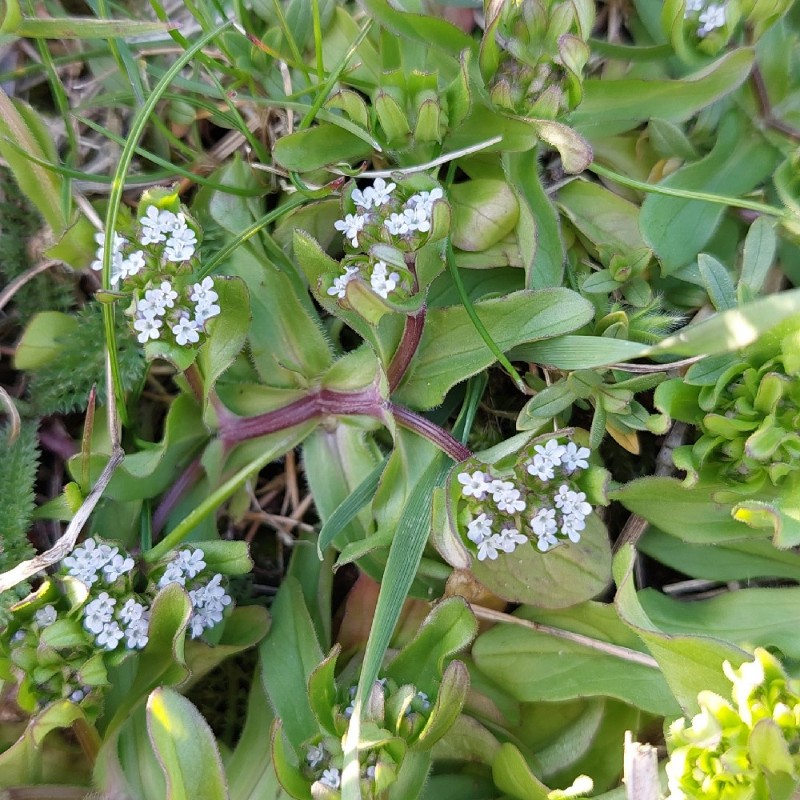 Valerianella (Cornsalads) (alternate view 2)