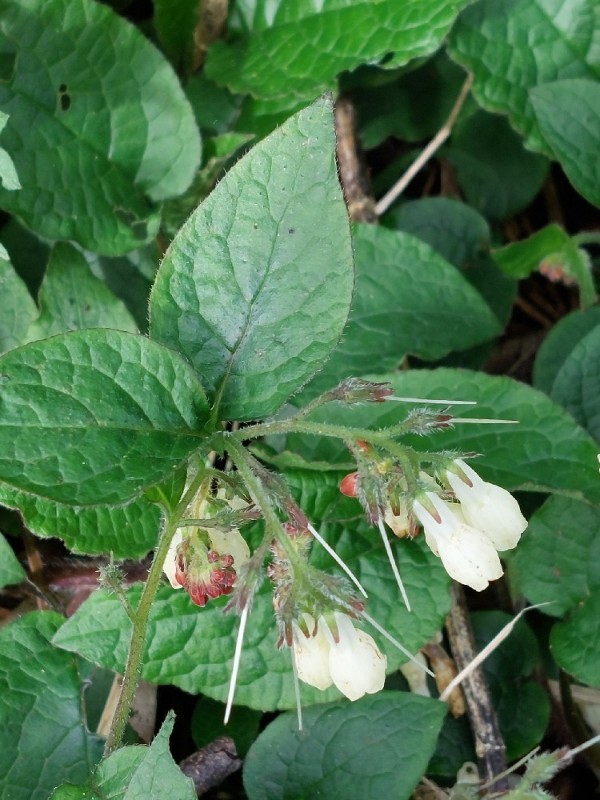 Symphytum grandiflorum (Creeping Comfrey) (alternate view 12)