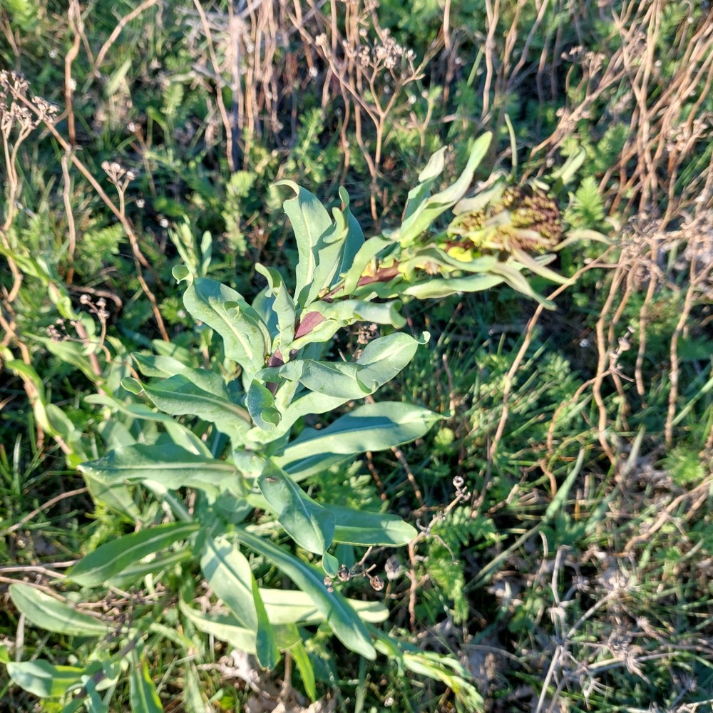 Isatis tinctoria (alternate view 5)