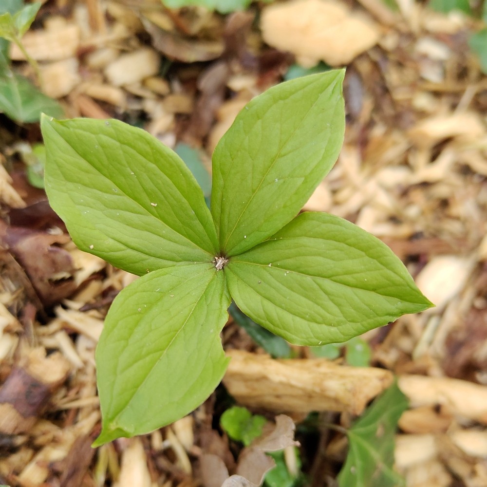 Paris quadrifolia (herb paris) (alternate view 10)