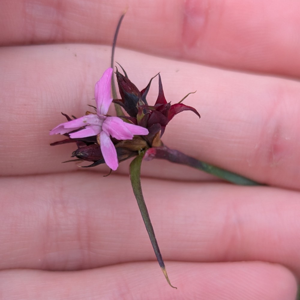 Dianthus carthusianorum (Carthusian Pink) (alternate view 12)