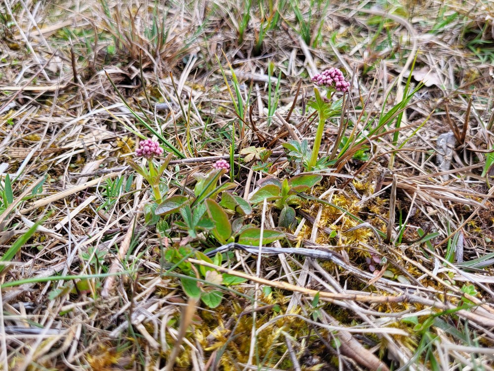 Valeriana dioica (Marsh Valerian) (alternate view 11)