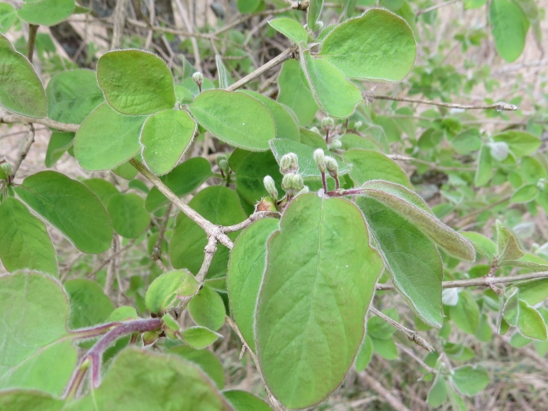 Lonicera xylosteum (Fly Honeysuckle) (alternate view 12)