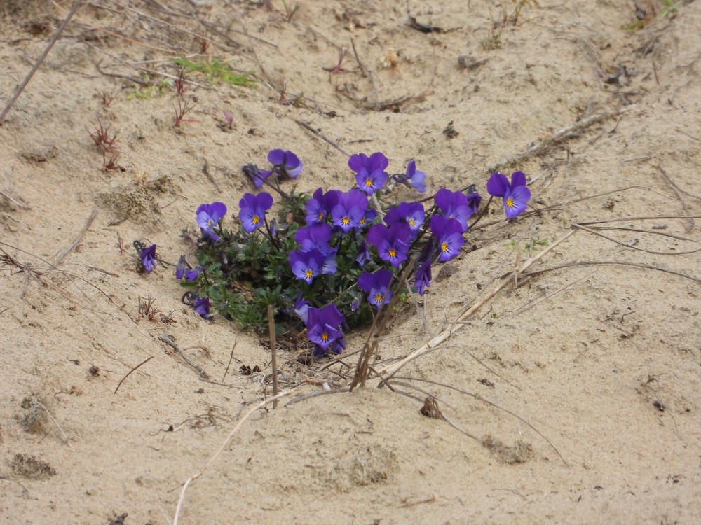 Viola tricolor (Wild Pansy) (alternate view 15)