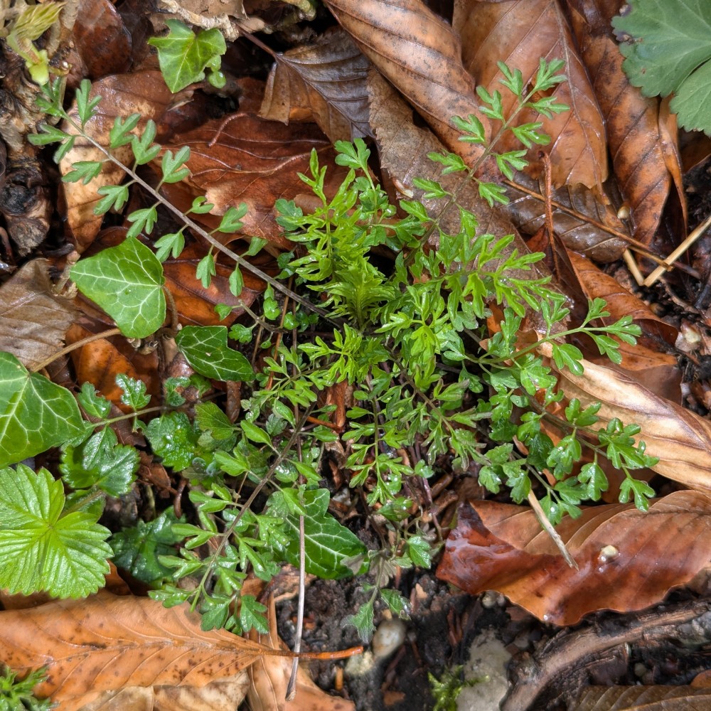 Cardamine impatiens (narrow-leaved bittercress) (alternate view 13)