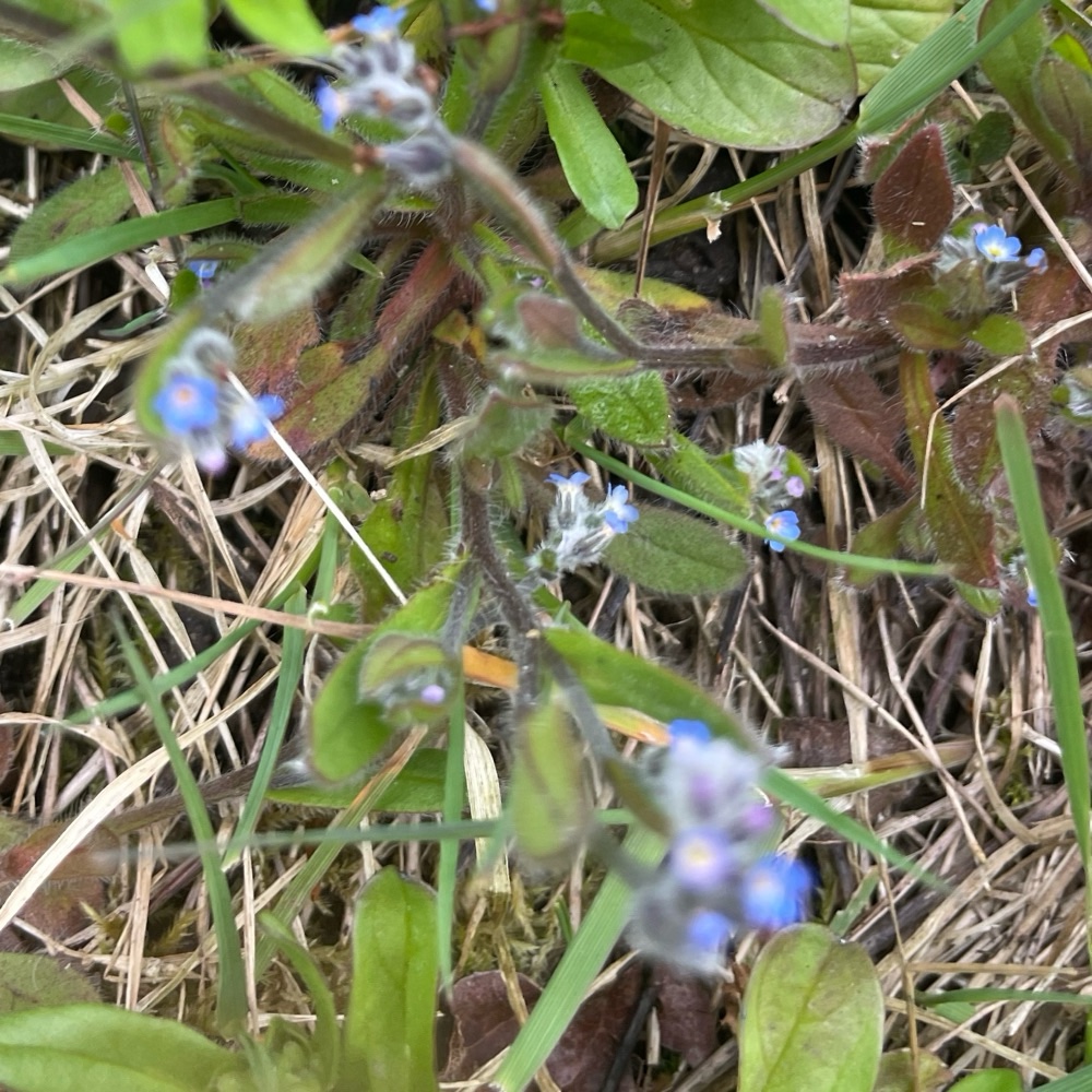 Myosotis ramosissima (Early Forget-me-not) (alternate view 15)