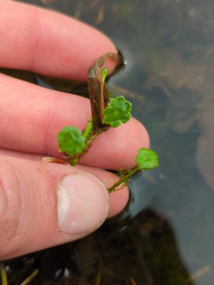 Hydrocotyle vulgaris (Marsh Pennywort) (alternate view 11)