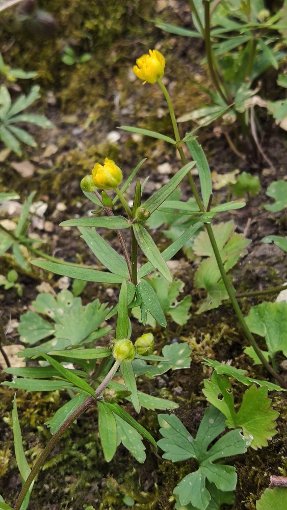 Ranunculus auricomus (Goldilocks Buttercup) (alternate view 11)