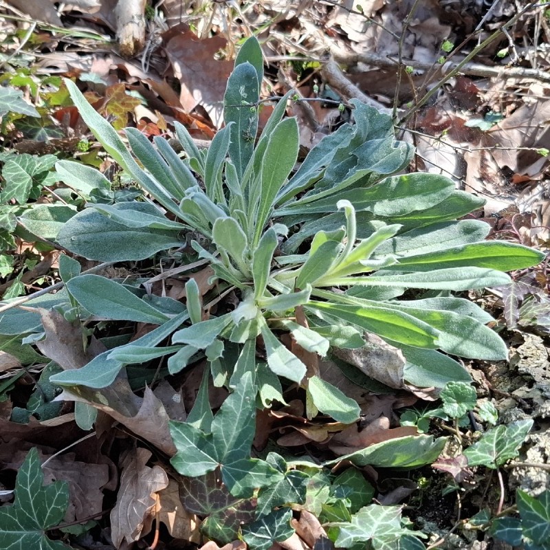 Silene coronaria (Rose campion) (alternate view 13)