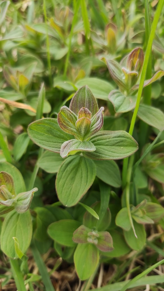 Hypericum hirsutum (Hairy St John's-wort) (alternate view 10)