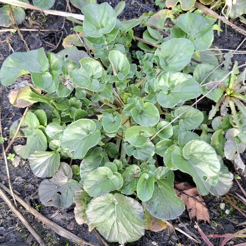 Barbarea vulgaris (bitter wintercress) (alternate view 12)