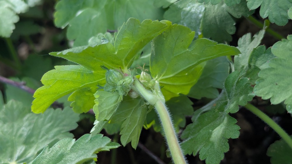 Geranium macrorrhizum (Bigroot Geranium) (alternate view 14)