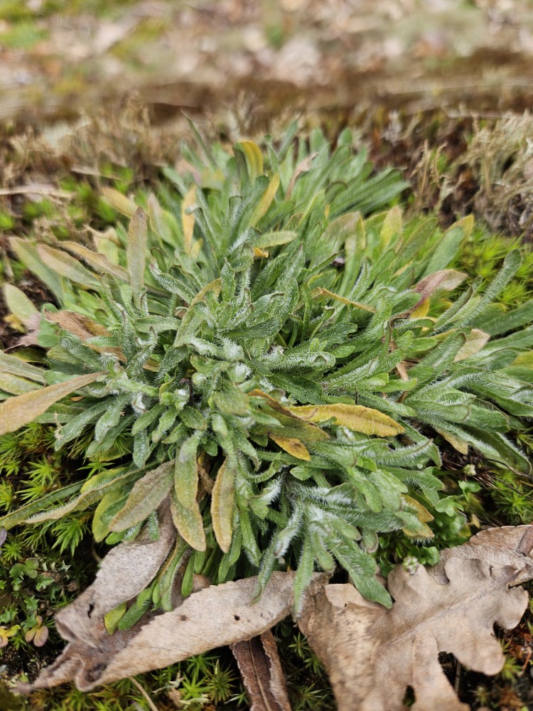 Jasione montana (Sheep's Bit Scabious) (alternate view 9)