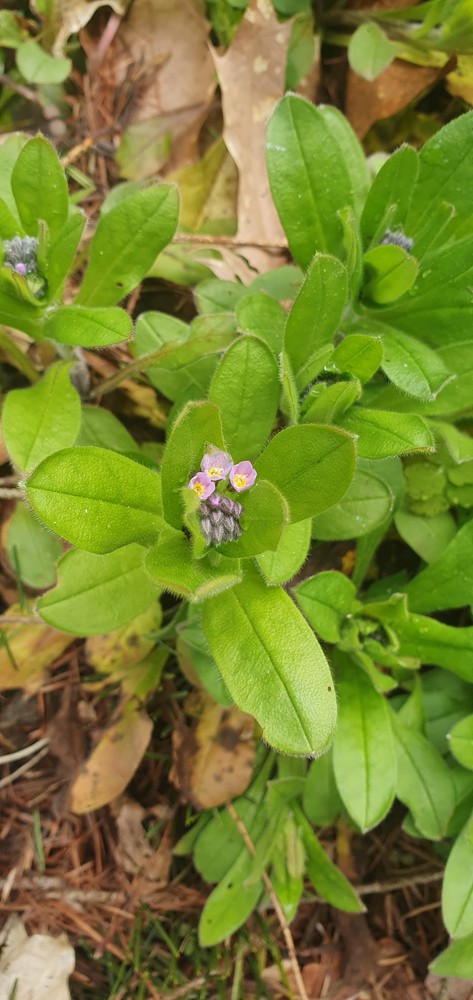 Myosotis sylvatica (forget-me-not) (alternate view 12)