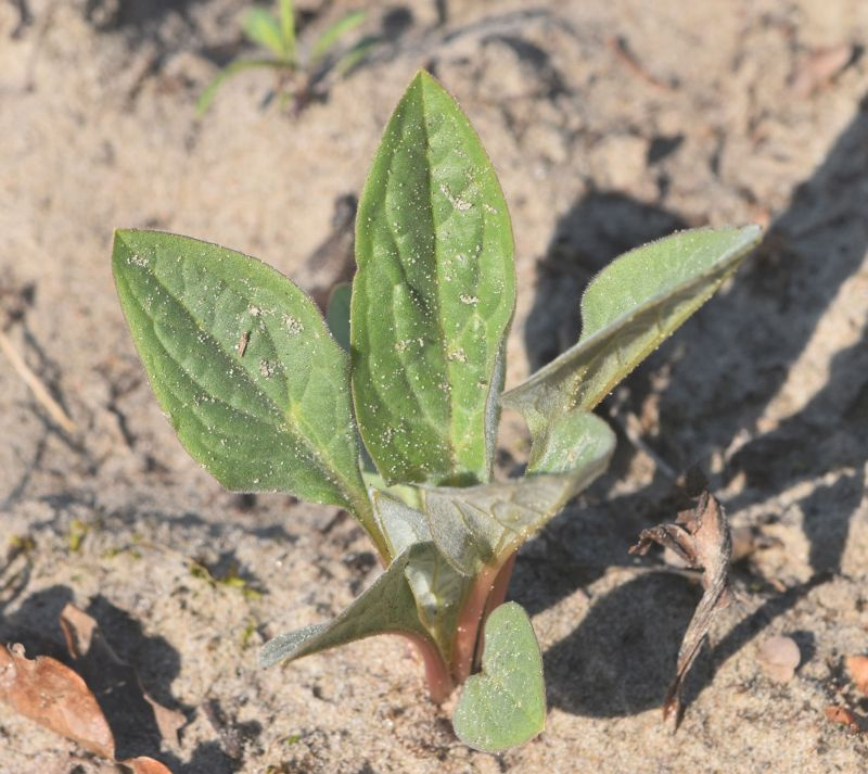 Cynoglossum officinale (hound's-tongue) (alternate view 11)