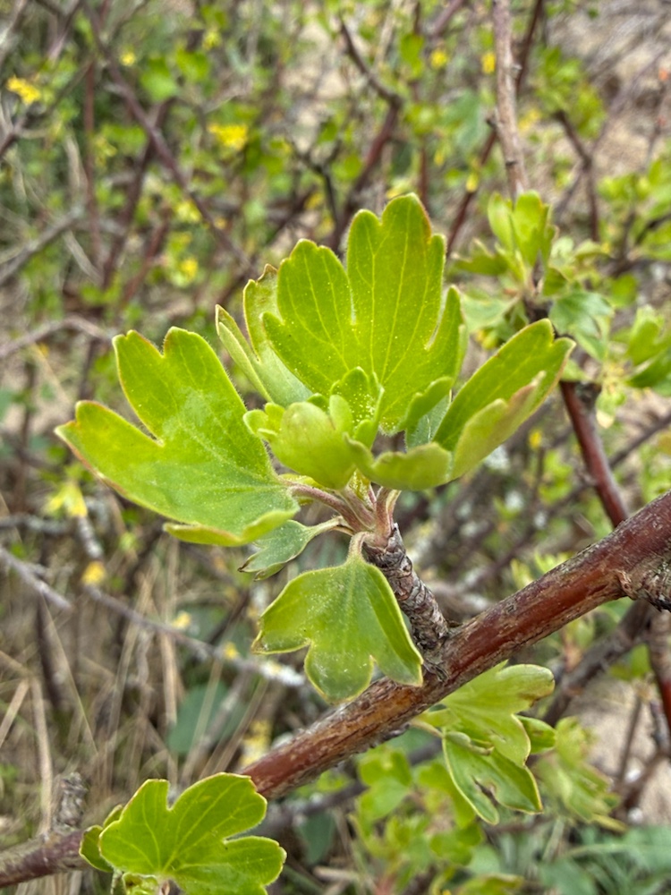 Ribes aureum (Golden Currant)