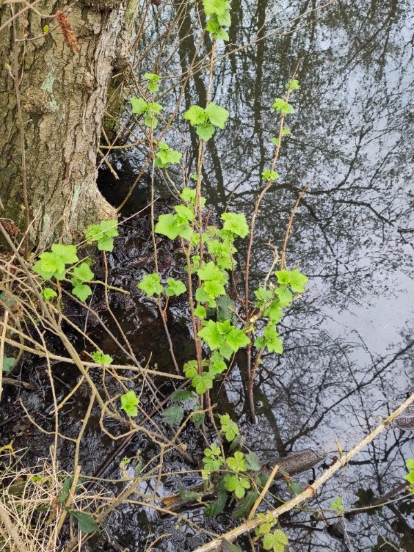 Ribes nigrum (Blackcurrant) (alternate view 11)