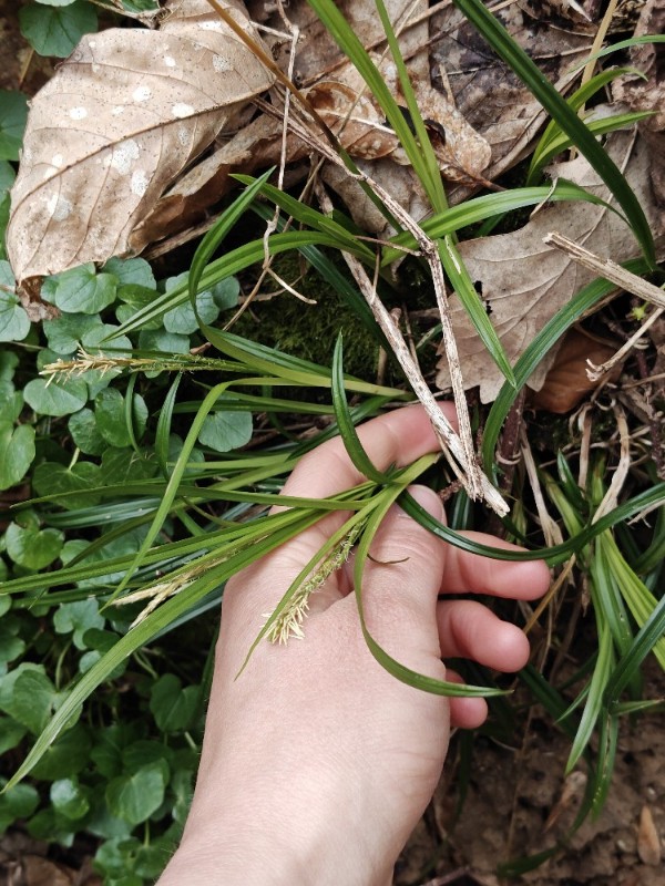 Carex sylvatica (European Woodland Sedge) (alternate view 10)