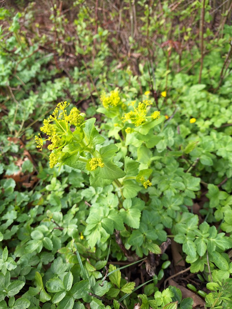 Smyrnium perfoliatum (perfoliate alexanders) (alternate view 12)