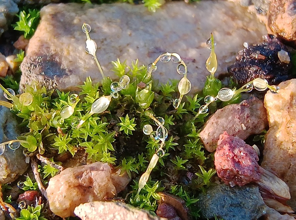Funaria hygrometrica (Bonfire moss) (alternate view 15)