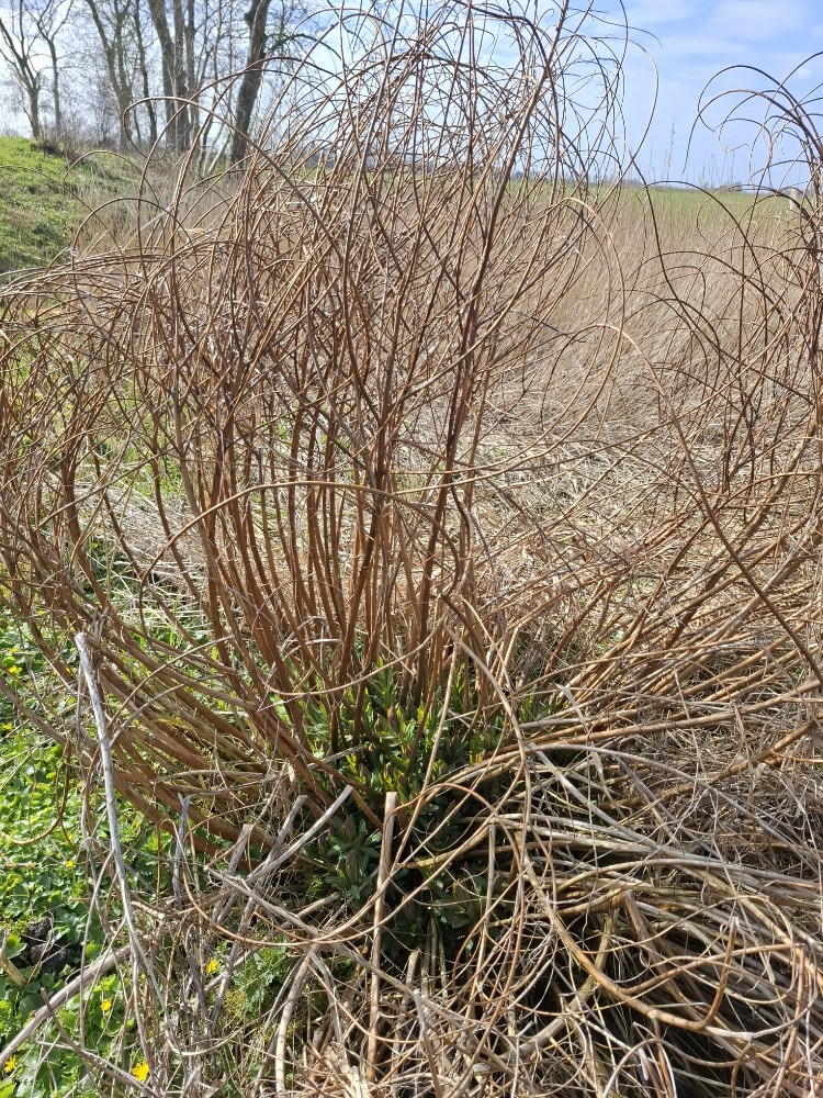 Euphorbia palustris (alternate view 3)