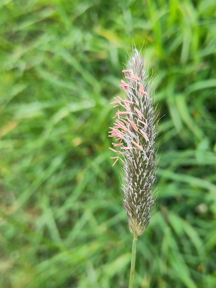Alopecurus pratensis (Meadow Foxtail) (alternate view 11)