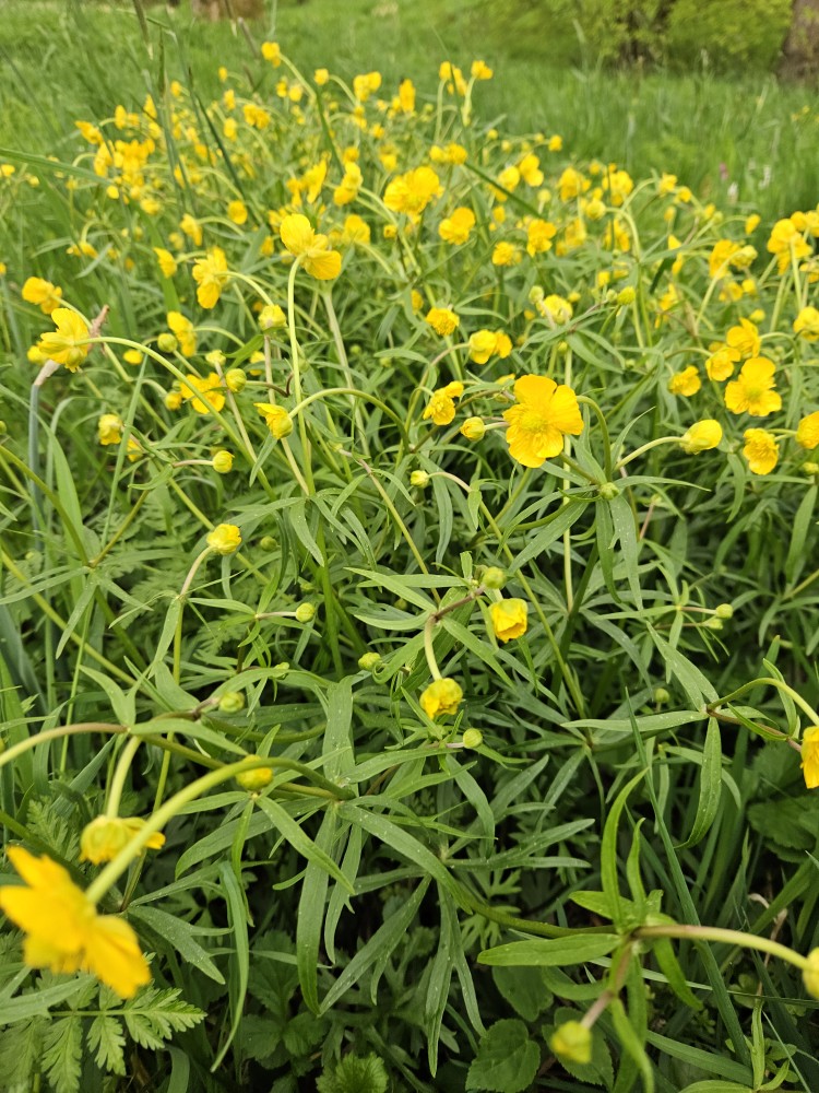 Ranunculus auricomus (Goldilocks Buttercup) (alternate view 14)
