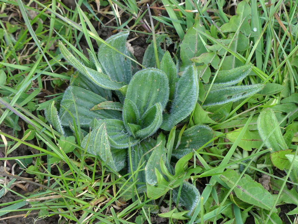 Plantago media (Hoary Plantain) (alternate view 10)