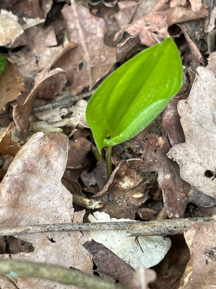 Maianthemum bifolium (May Lily) (alternate view 12)
