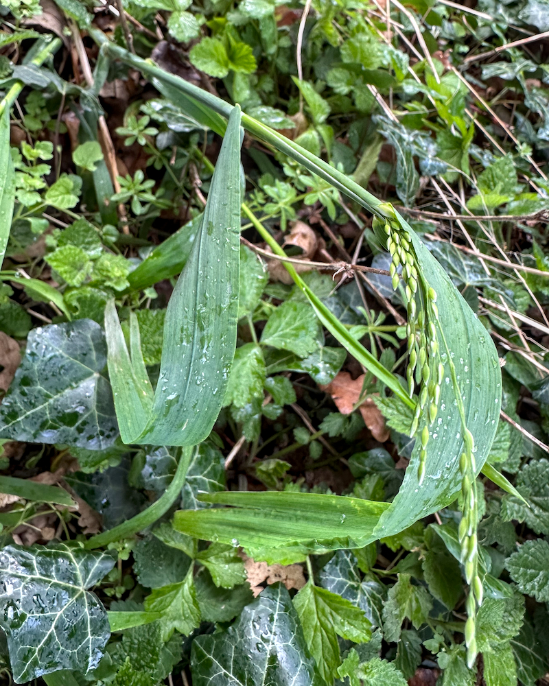 Milium effusum (Wood Millet) (alternate view 13)