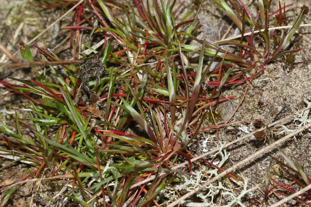 Aira praecox (early hair grass) (alternate view 10)
