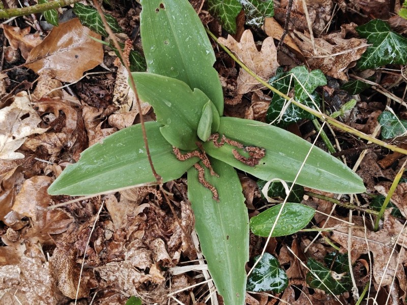 Orchis purpurea (Lady Orchid) (alternate view 8)