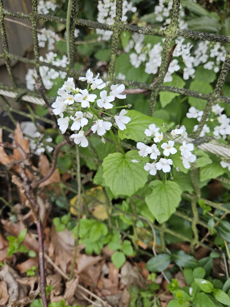 Pachyphragma macrophyllum (giant spring brassica) (alternate view 11)