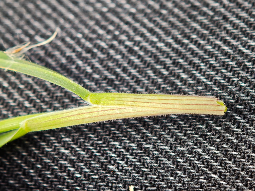 Holcus lanatus (common velvet-grass) (alternate view 12)